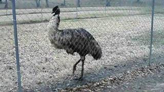 preview picture of video 'Emus'