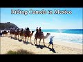 Camel Ride And Outback Adventure Excursion In Cabo San Lucas