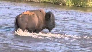 preview picture of video 'Bison Crossing Lamar River, Yellowstone'