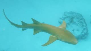 Snorkeling in Maldives Alimatha