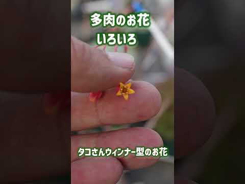 開花多肉植物絶妙な植物繊細なパステル調の色合い