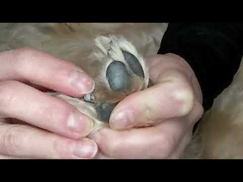 Dog nail grinding with a Dremel