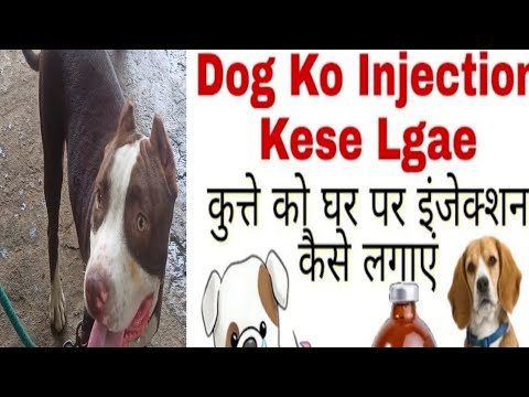 How to vaccination A DOG At  Home|Dog ko injection kaise lagate hain|