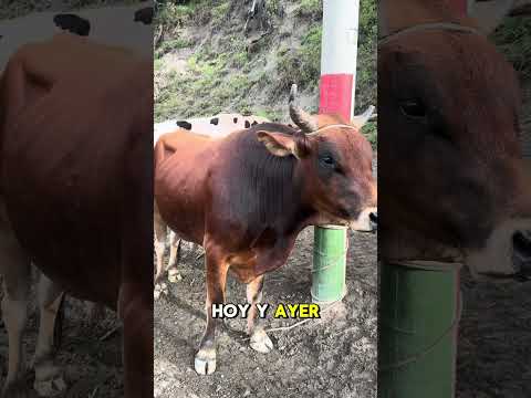 Segundo día de feria ganadera en chiscas Boyacá.