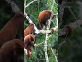 Red Howler Monkeys: Nature's Amazing Echoes of the Amazon! 🌿🦧 #wildlife #amazonrainforest #amazon