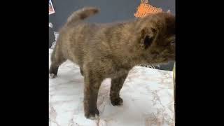 甲斐犬の動画01