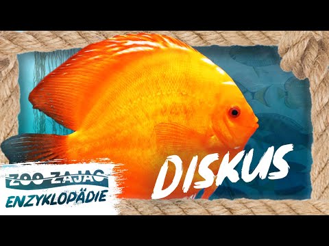 EURE MAJESTÄT, DER DISKUS | FISCHENZYKLOPÄDIE | ZOO ZAJAC
