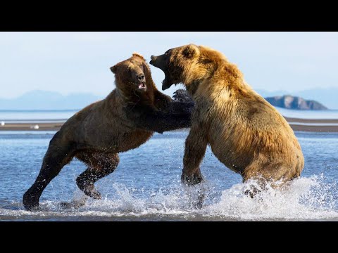 Кадьяк – самый Огромный и агрессивный Медведь! Свирепый титан Аляски!