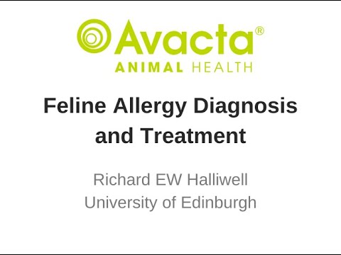 Feline Allergy - Diagnosis and Treatment