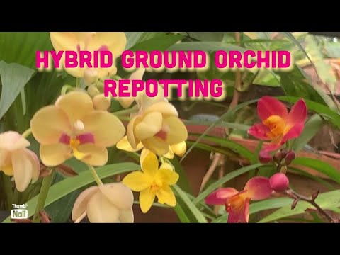 Hybrid Ground orchid Best Potting Mix and Report Ground orchid Naji’s World