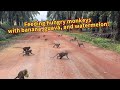 Feeding Hungry Wild Monkeys With Banana Guava And Watermelon Love The World
