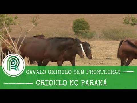 Programa Cavalo Crioulo vai ao norte do Paraná