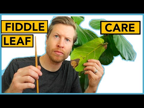 Geigenblattfeige pflegen | Zimmerpflanzen-Anleitung Ep 18