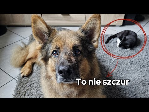 SZCZURY ROBIĄ NAS W BAMBUKO 🐀