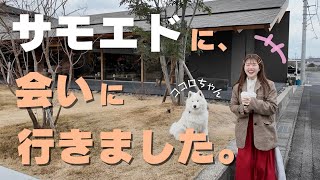 【三重Vlog】サモエドちゃんほか🐶