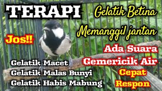 Download lagu Terapi gelatik batu macet, malas bunyi dan habis mabung dengan suara gelatik betina   gemericik air mp3