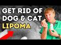 DISSOLVE Dog Lipomas Lumps 5 Natural Remedies That Work