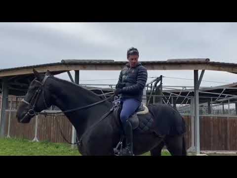 MASSIMO GROSSATO PRESENTA SOTTOSELLA+COPRIRENI PER CAVALLO, PRODOTTO DA CAVALLIONLINE, BREVETTATO