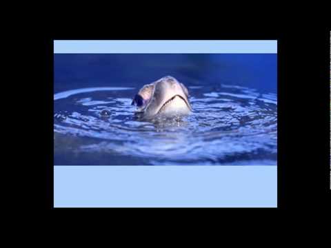 TEDxOilSpill - Carl Safina - The oil spill's unseen culprits, victims