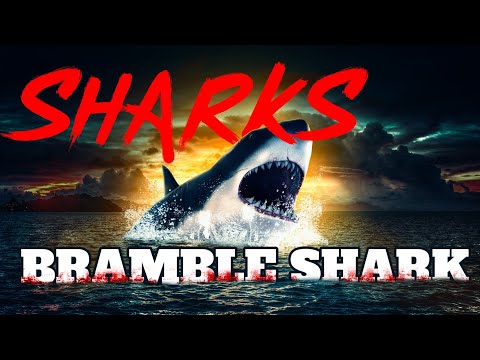 Bramble shark / Squale bouclé（Echinorhinus cf. brucus）