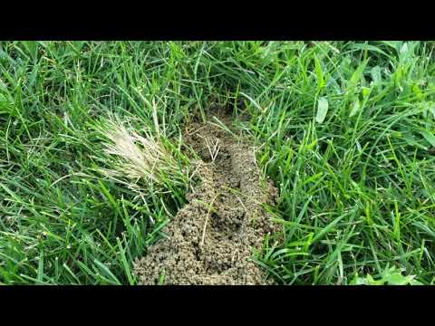 Cicada Killers Burrowing in Eatontown, NJ