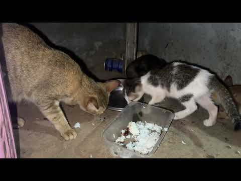 The baby Rashi is now able to eat.