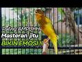 KENARI GACOR Cuit CUIT BIRAHI UNTUK PANCINGAN MASTERAN Kenari PAUD AGAR BUNYI
