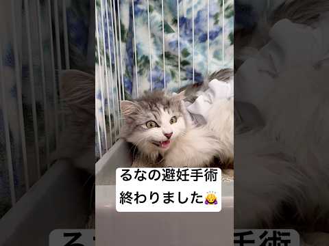 私は今まで、色々な境遇の猫達と出逢ってきました。救えた命、救えなかった命、思い通りいかず、悔し涙を流したことも数え切れません。一方で猫達から沢山の笑顔と勇気をもらっているから、この活動が続けられます！