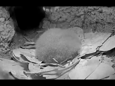 Cahow chick hears Jeremy and shows her/his stuff =)