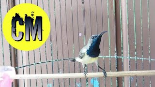 Download lagu sogok ontong ngobra mp3