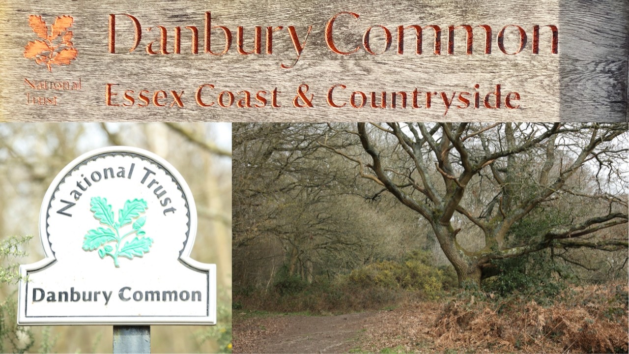 A pleasant day out at Danbury Common - National Trust