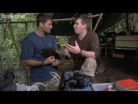 New Species of CusCus - Lost Land of the Volcano Highlight Episode 3 - BBC One