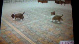 How To Get Puppies On Nintendogs