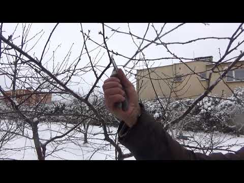 How to prune a cherry tree #greenemergency