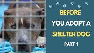 Shelter Dogs - Know What To Expect Before You Adopt - Part 1
