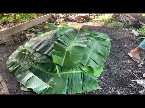 HOW TO COOK ROAST PIG (LECHON) in American Samoa ? | Samoan Style | Hello World #LITSON #LECHON