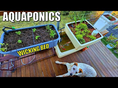 How to Make Soil Wicking Bed & Dutch Bucket for your Aquaponics System