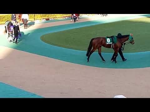 The 16 contenders for the GIII 2020 Negishi Stakes in the parade ring