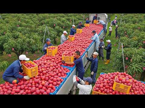 Harvest Paradise 🍓 Watch 50+ Times Farmers Picked the Most Delicious Fruits and Vegetables