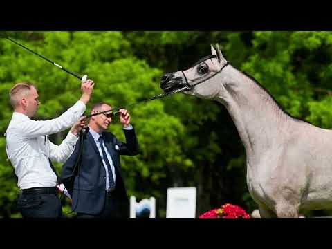 Elzoya (Prometeusz - Euzona/Om El Bellissimo) & Anagramma (Picasso Di Mar - Aminata/Abyad AA)