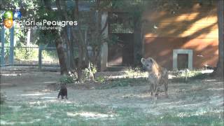 preview picture of video 'Bébé hyène né le 7 mai au Safari de Peaugres'