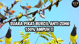 Download lagu Suara Pikat Burung Sogok Ontong Ribut||Pikat Sogon Paling Ampuh||Sogon Susah Turun||100% Anti Zonk mp3 Download lagu Suara Pikat Burung Sogok Ontong Ribut||Pikat Sogon Paling Ampuh||Sogon Susah Turun||100% Anti Zonk mp3