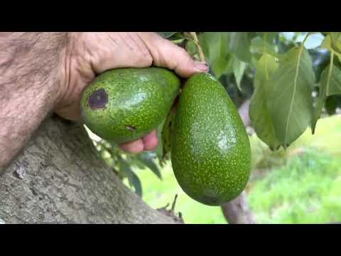 The Zutano Avocado- the Ultimate Prepper Tree