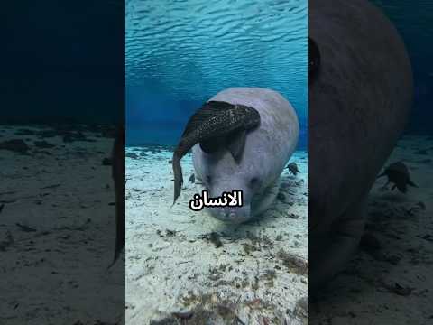 لماذا يكسر الصيادون هذه السمكة بدل أكلها؟