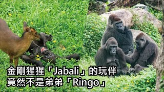Re: [新聞] 新竹動物園「猩猩狠摔山羌」直擊　抓狂砸地癱軟！臉書被