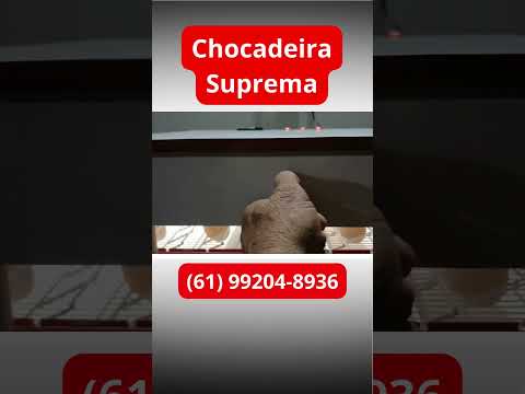 Chocadeira Suprema | Cliente: José Lopes - Santana do Acaraú - CE #chocadeira