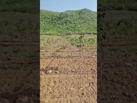Vedhaa's Lohitha Dharma - Project Walkthrough