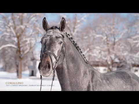 CORALLINO - Haupt- und Landgestüt Schwaiganger