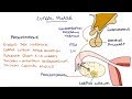 Understanding The Menstrual Cycle