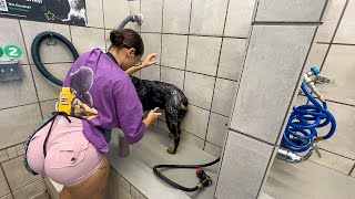 Cleaning my dog